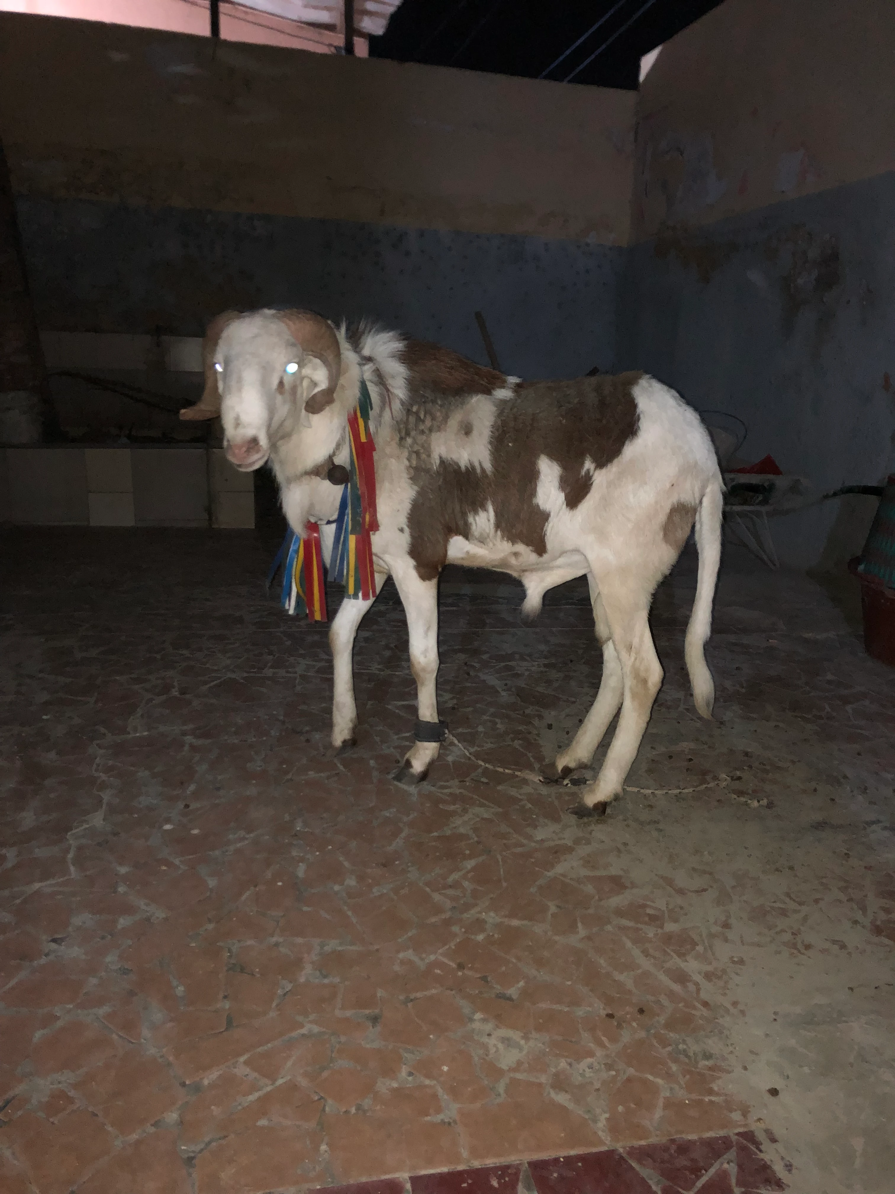 Mouton, image 1